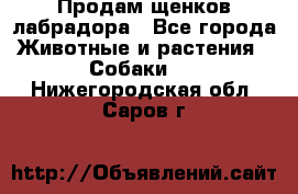 Продам щенков лабрадора - Все города Животные и растения » Собаки   . Нижегородская обл.,Саров г.